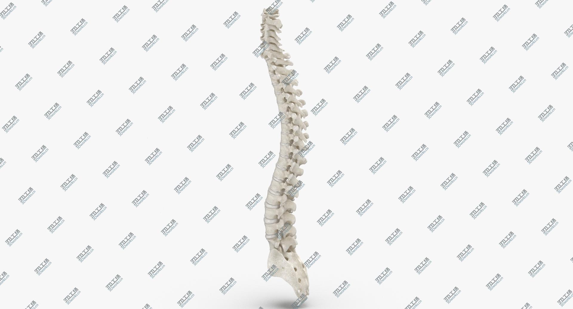 images/goods_img/202104023/Real Human Spine Bones Anatomy With Intervertibral Disks White 01 model/1.jpg